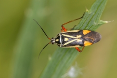 Brachycoleus steini