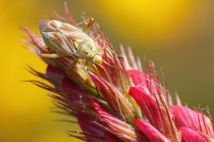 Calocoris roseomaculatus