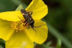 Closterotomus cinctipes