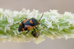 Deraeocoris schach