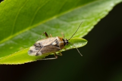 Harpocera thoracica