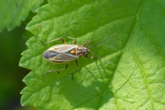 Horistus orientalis