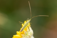 Megaloceroea recticornis