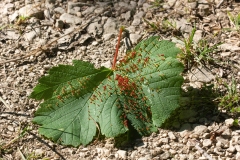 Aceria cephalonea