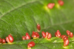 Aceria cephalonea