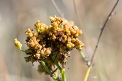 Aceria chondrillae