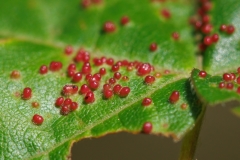 Aceria sp