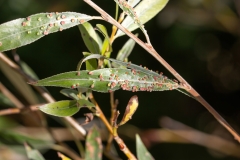 Aculus tetanothrix