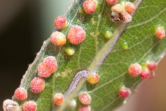 Aculus tetanothrix