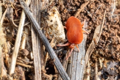 Allothrombium sp