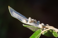 Dryomyia lichtensteinii