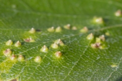 Eriophyes sp