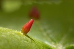 Eriophyes tiliae