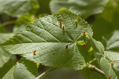 Eriophyes tiliae