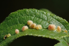 Eriophyidae