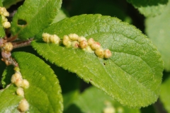 Eriophyidae