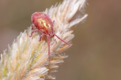 Trombidium sp