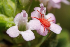 Balaustium murorum