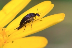 Mordellistena sp
