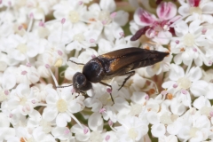 Stenalia sp