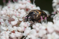 Variimorda sp