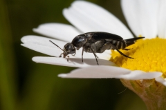 Variimorda sp