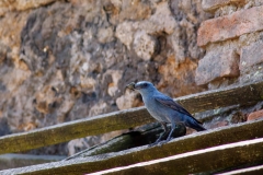 Monticola solitarius