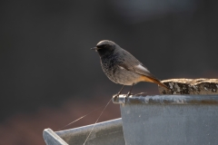 Phoenicurus ochruros