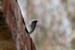 Phoenicurus ochruros