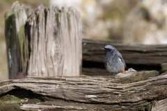 Phoenicurus ochruros