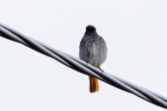 Phoenicurus ochruros