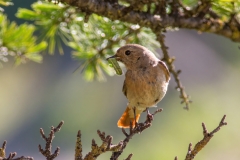 Phoenicurus phoenicurus