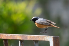 Phoenicurus phoenicurus