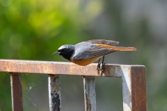 Phoenicurus phoenicurus