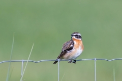 Saxicola rubetra