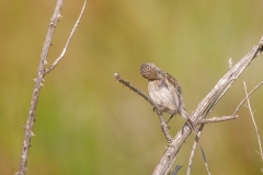 Saxicola rubicola