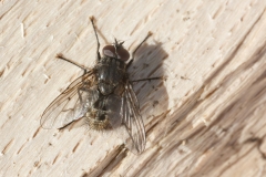 Helina evecta
