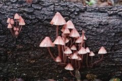 Mycena haematopus