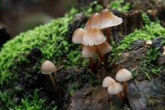 Mycena inclinata