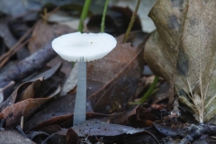 Mycena pura