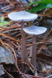 Mycena pura