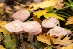 Mycena rosea