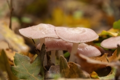 Mycena rosea