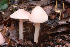 Mycena rosella