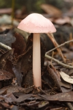 Mycena rosella