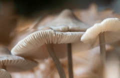 Mycena sp