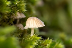 Mycena sp
