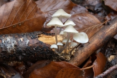 Mycena sp