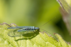 Chrysopa perla