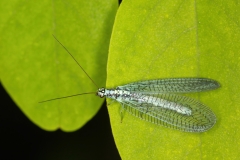 Chrysopa perla